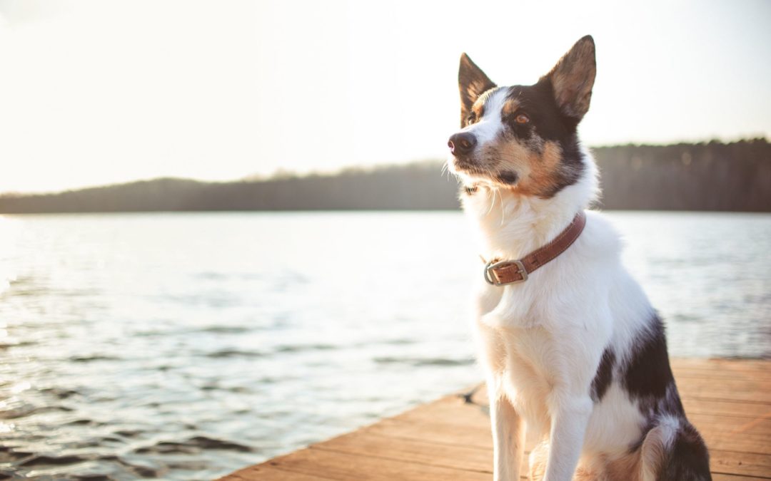 Photographe animalier pour vos animaux de compagnie