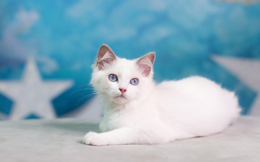 photographe animaux de compagnie – Vesoul